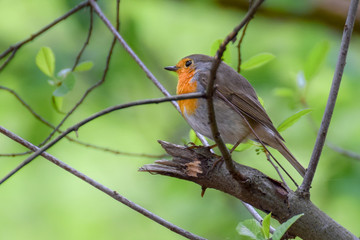 Robin on a branch with a bright green background