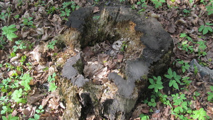 old rotten stump in the woods  