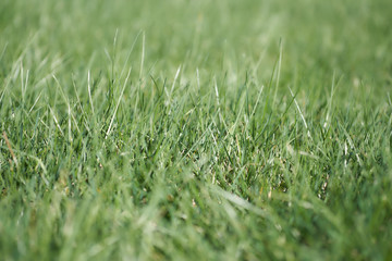 Spring meadow. Shallow depth of field photo.