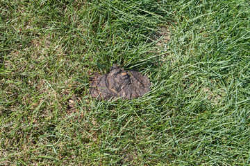 Feces on spring grass.