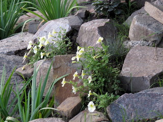 Flowers and grass grow among the stones