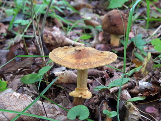 Brown inedible fungus