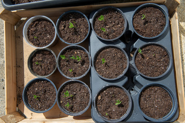 Shoots in pots greenhouse seedlings in plastic flower pots