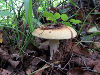 Edible mushroom grows in the forest