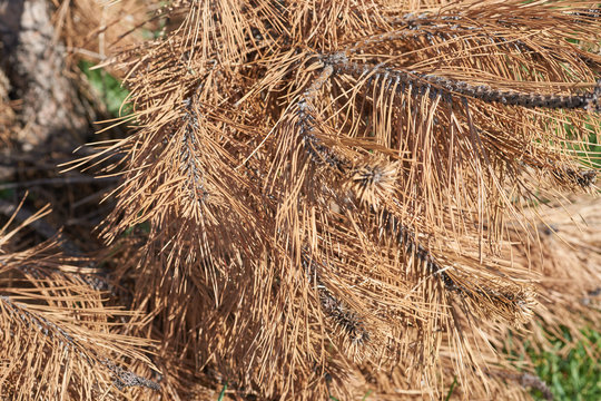 Brown needles on pine tree.