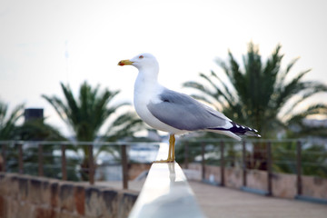 seagull sitting on railing with palm trees in the background