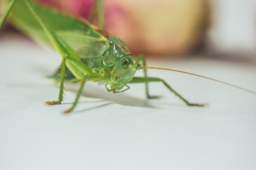 Locust or grasshopper on a white table close-up on a blurred background. live green harmful insect in macro. katydid. copy space