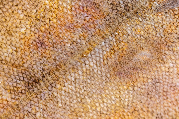 flounder fish scales texture closeup