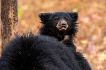 Sloth bear cub riding on mothers back © Alan
