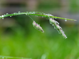 Grashalm mit Regentropfen