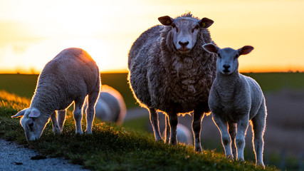 Zwei Lämmer beim Schaaf, Sonnenuntergang