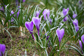plural violet crocuses or croci is a genus of flowering plants in the iris family in spring.