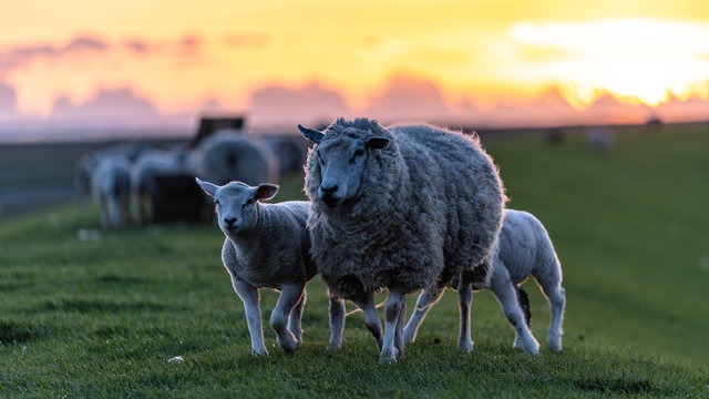 Schaaf und L&auml;mmer im sonnenuntergang