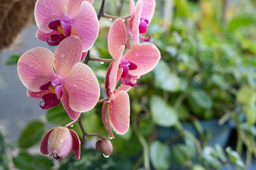 Tropical garden