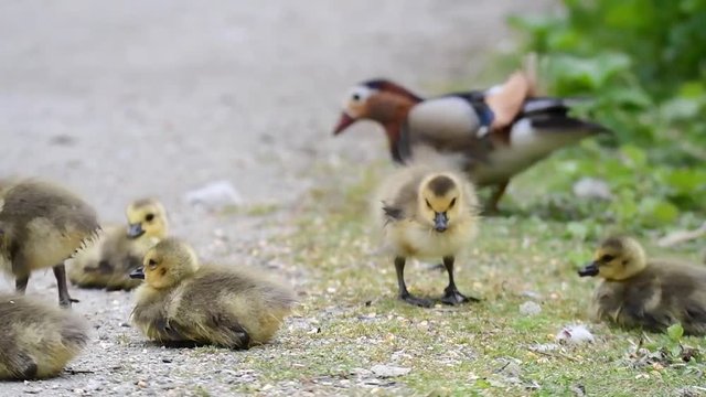 Goslings are eating the bird seeds on the ground.