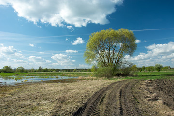 Fototapeta na wymiar Tractor tire tracks in the field, tall tree and white clouds on blue sky