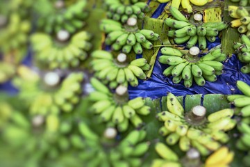 Fototapeta na wymiar Bananas on the market .Farmer's Market. Selective Focus.