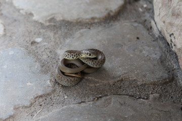 Young Aesculapian snake