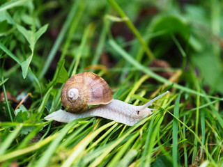 Schnecke kriechend auf grünem Gras. Weinbergschnecke im Garten.