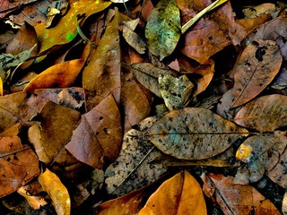 Obraz premium This is a brown leaf pile. Autumn leaves on the ground.