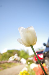 チューリップ