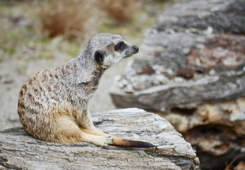 Meerkat Sitting on a Rock