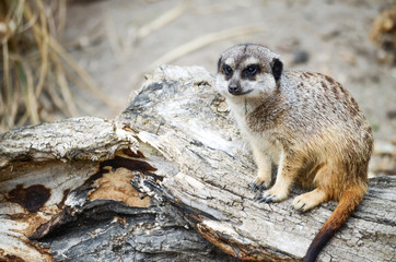 Meerkat Sitting on a Log