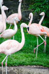 Group of Flamingo's