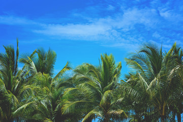 Coconut palm tree and sky nature at sea background with copy space.