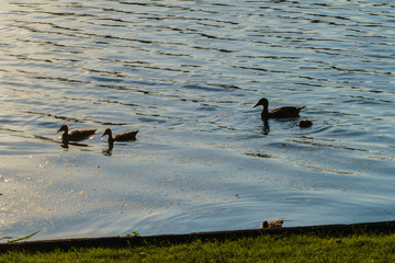 Stockente mit Küken auf See