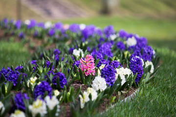 Group of purple, blue and white hyacinths of Hyacinthus flowers grows on flower bed in Gatchina park