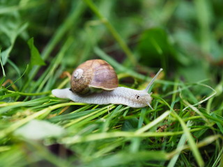 Schnecke kriechend auf gr&uuml;nem Gras. Weinbergschnecke im Garten.