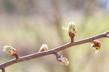 In early spring, the green leaves on the trees bloom from ripe buds