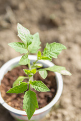 Young seedlings sprouted in a glass in early spring