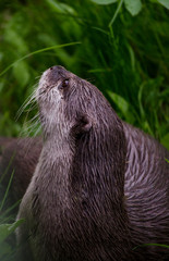 Close up of a Otter in Grass