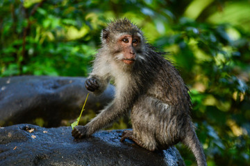 Tiny little monkey at forest, Bali