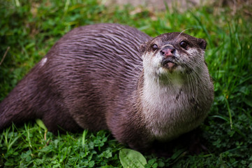 Close up of an Otter