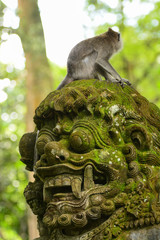 Tiny little monkey at forest, Bali
