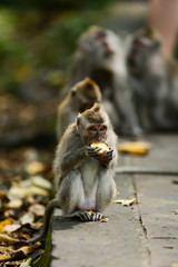 Group of macaques eating at monkey forest, Bali