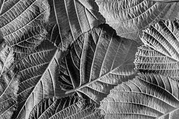 black and white foliage close up in the detail