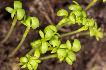 A small plant grows from the ground