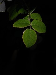 Texture of rose leave in darkness. Leaf image with black background.