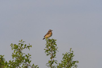 Small Bird Sitting Branch Blurred Background.Bird on a branch