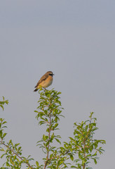 Small Bird Sitting Branch Blurred Background.Bird on a branch