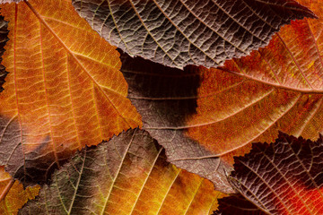 red and yellow foliage close up in the detail