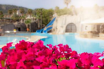 Fototapeta na wymiar Bright summer flowers against a blue open pool