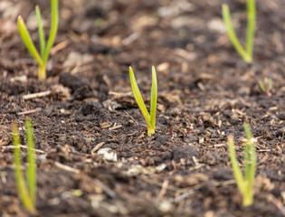 Garlic grows from the ground in spring