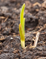 Garlic grows from the ground in spring