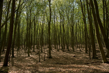 view into a green forest