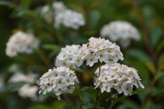 Reeves Spirea Images Browse 104 Stock Photos Vectors And Video Adobe Stock